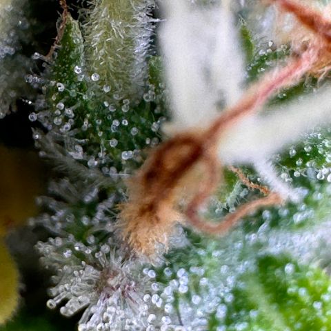 Fat Banana Auto #1 -89g growlog photo: 22:29