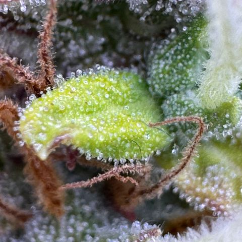 Fat Banana Auto #1 -89g growlog photo: 22:29