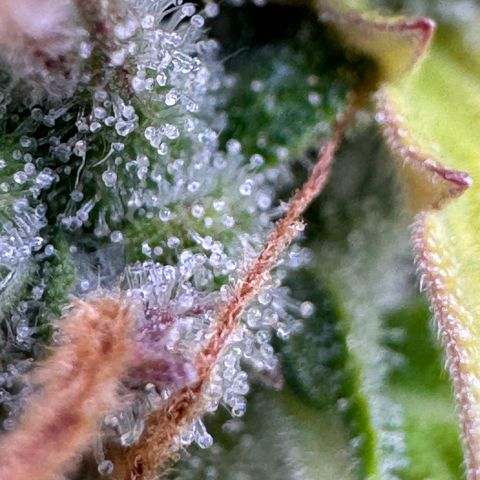 Fat Banana Auto #1 -89g growlog photo: 22:29
