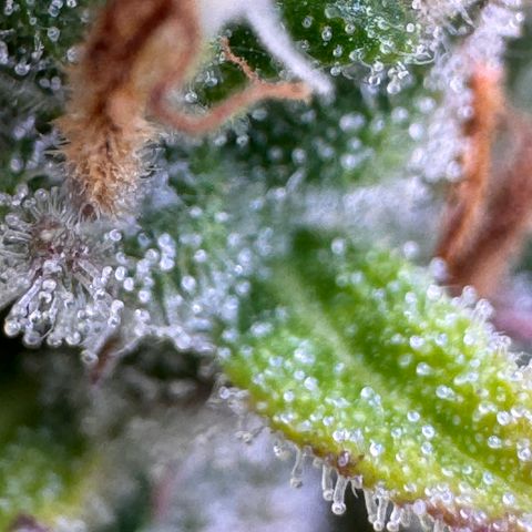 Fat Banana Auto #1 -89g growlog photo: 22:29