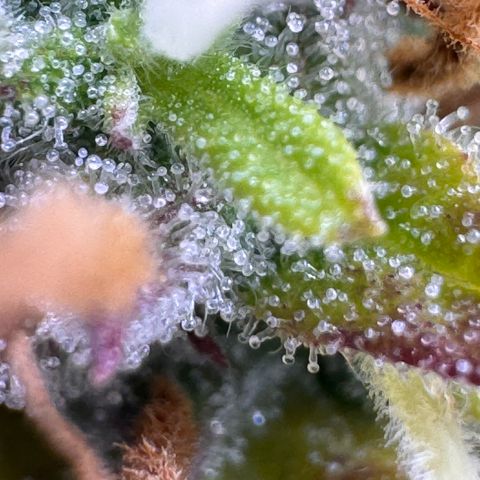 Fat Banana Auto #1 -89g growlog photo: 22:29