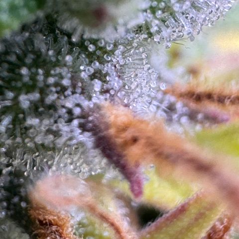 Fat Banana Auto #1 -89g growlog photo: 22:29