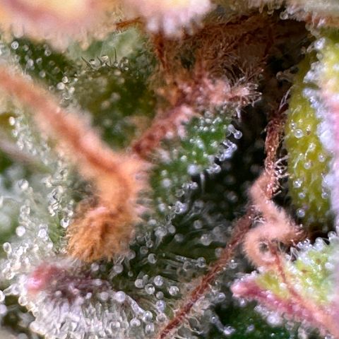 Fat Banana Auto #1 -89g growlog photo: 22:29