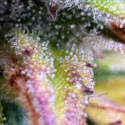 Fat Banana Auto #1 -89g growlog photo: 22:29