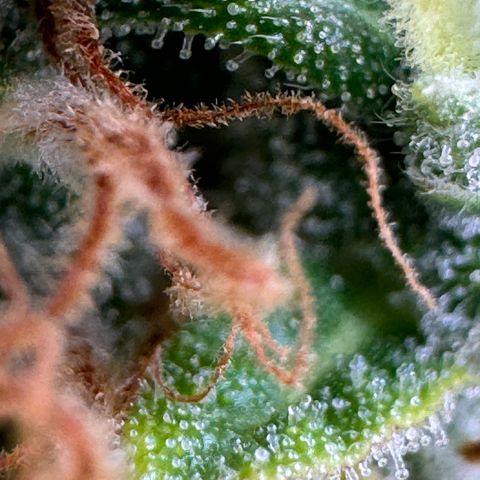 Fat Banana Auto #1 -89g growlog photo: 22:29