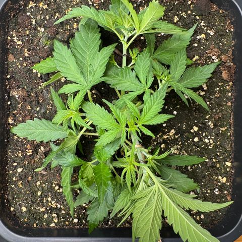 Apple Fritter Auto #3  -85g growlog photo: 11:37