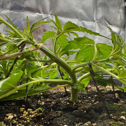 Apple Fritter Auto #3  -85g growlog photo: 11:37