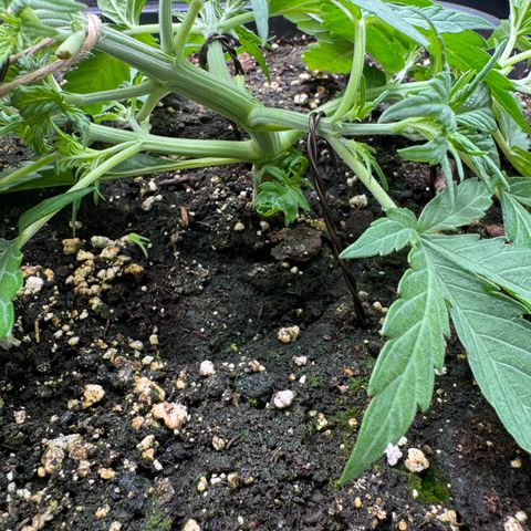 Apple Fritter Auto #3  -85g growlog photo: 11:37