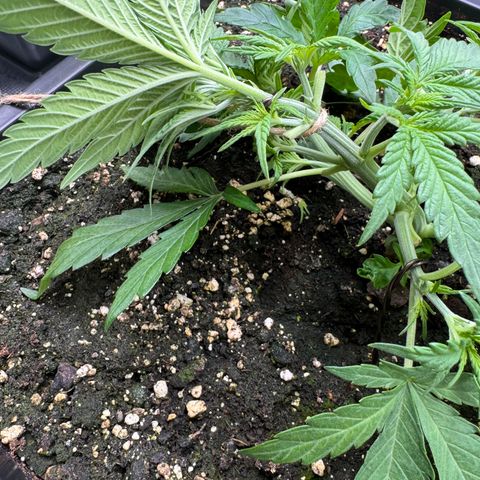 Apple Fritter Auto #3  -85g growlog photo: 11:37