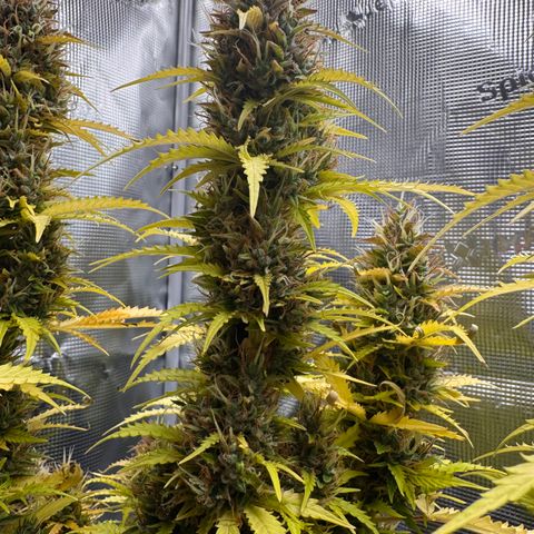 Fat Banana Auto #1 -89g growlog photo: 23:47