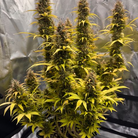 Fat Banana Auto #1 -89g growlog photo: 23:47