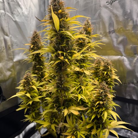 Fat Banana Auto #1 -89g growlog photo: 23:47