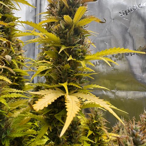 Fat Banana Auto #1 -89g growlog photo: 23:47