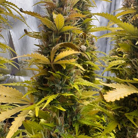 Fat Banana Auto #1 -89g growlog photo: 23:47