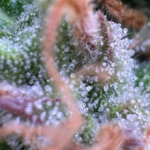Fat Banana Auto #1 -89g growlog photo: 23:52