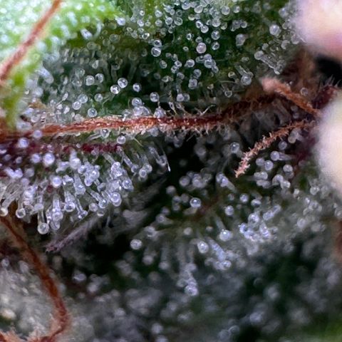 Fat Banana Auto #1 -89g growlog photo: 23:49