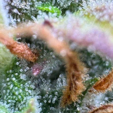 Fat Banana Auto #1 -89g growlog photo: 23:52