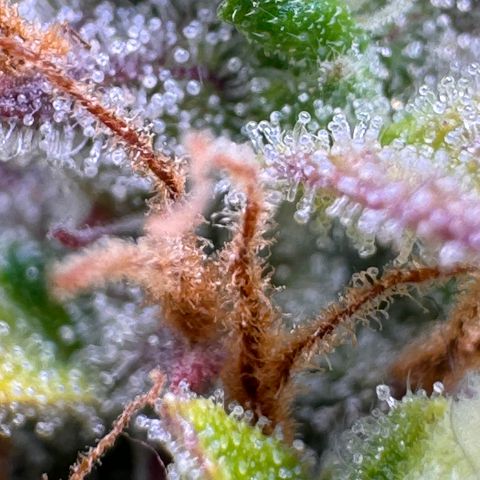 Fat Banana Auto #1 -89g growlog photo: 23:49