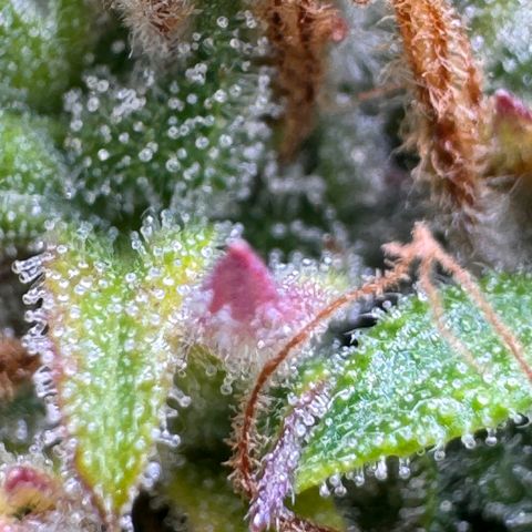 Fat Banana Auto #1 -89g growlog photo: 23:52