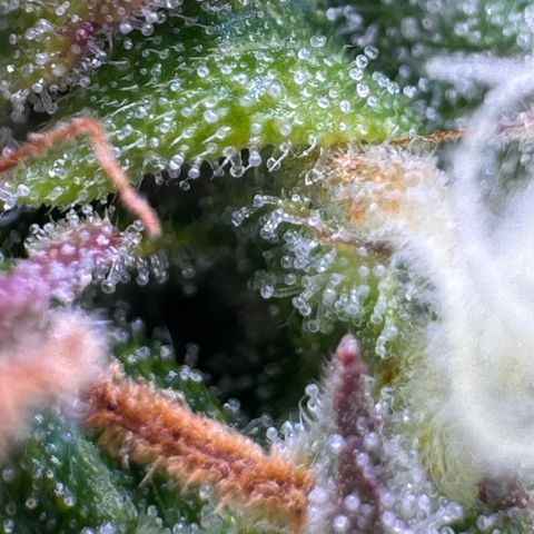 Fat Banana Auto #1 -89g growlog photo: 23:52