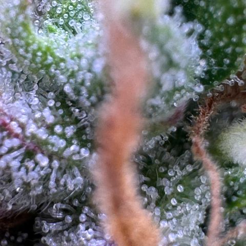 Fat Banana Auto #1 -89g growlog photo: 23:49