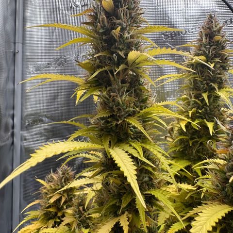 Fat Banana Auto #1 -89g growlog photo: 23:47