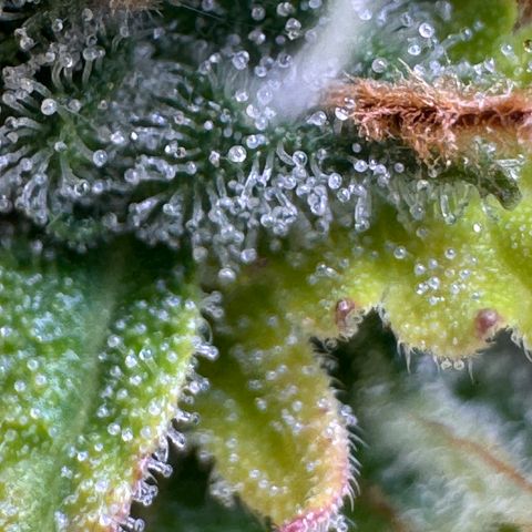 Fat Banana Auto #1 -89g growlog photo: 23:52