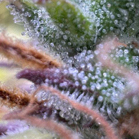 Fat Banana Auto #1 -89g growlog photo: 23:49