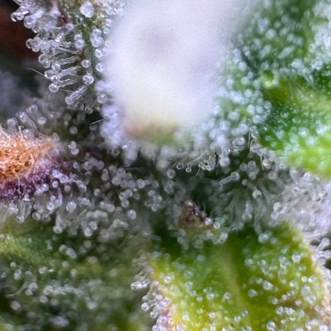 Fat Banana Auto #1 -89g growlog photo: 23:52