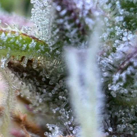 Fat Banana Auto #1 -89g growlog photo: 23:52