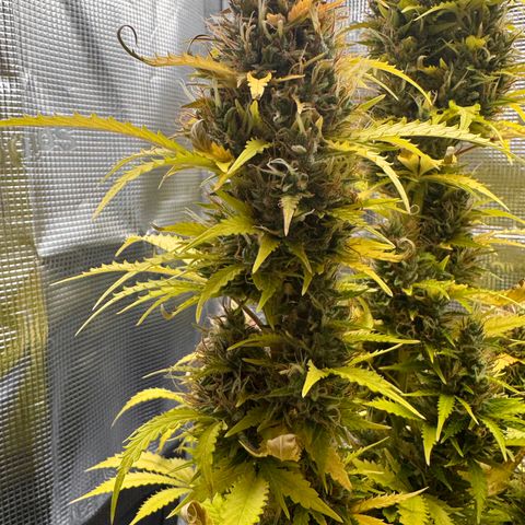 Fat Banana Auto #1 -89g growlog photo: 23:47