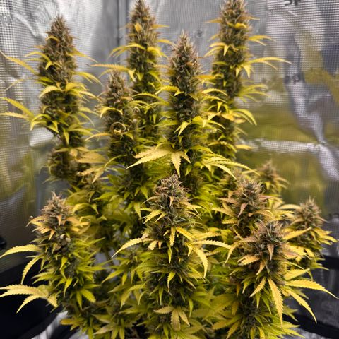 Fat Banana Auto #1 -89g growlog photo: 23:47