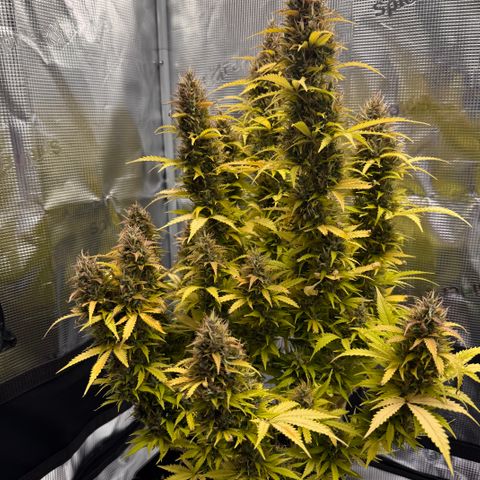 Fat Banana Auto #1 -89g growlog photo: 23:47