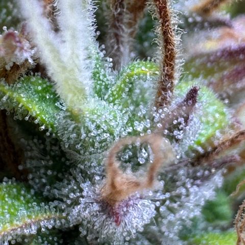 Fat Banana Auto #1 -89g growlog photo: 23:52