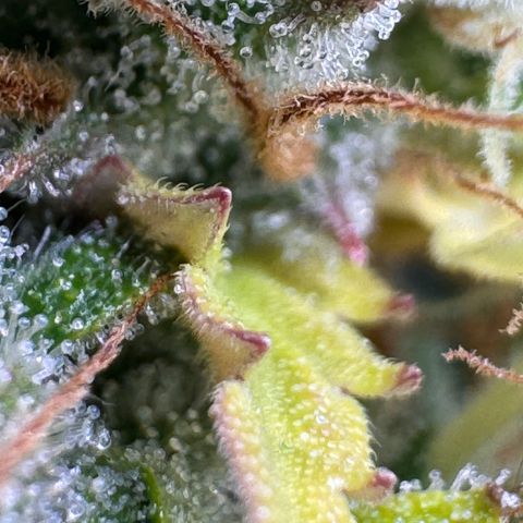 Fat Banana Auto #1 -89g growlog photo: 23:52
