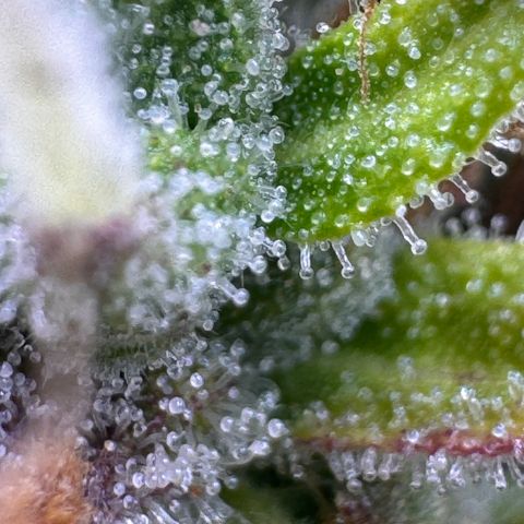 Fat Banana Auto #1 -89g growlog photo: 23:49