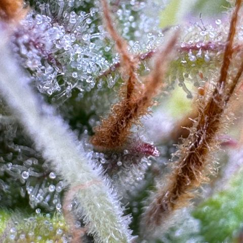 Fat Banana Auto #1 -89g growlog photo: 23:52