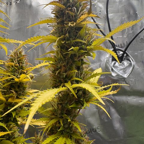 Fat Banana Auto #1 -89g growlog photo: 23:47