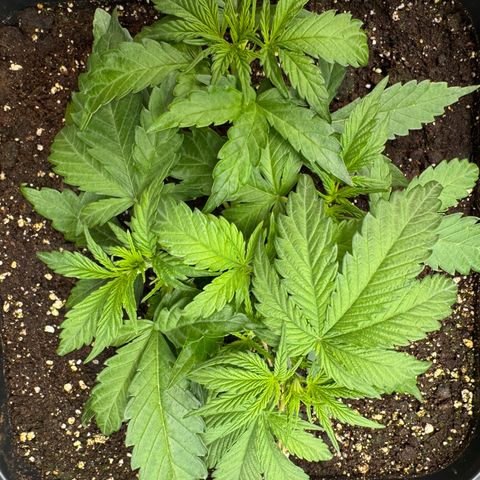Apple Fritter Auto #3  -85g growlog photo: 23:58