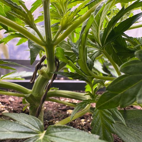 Apple Fritter Auto #3  -85g growlog photo: 23:58