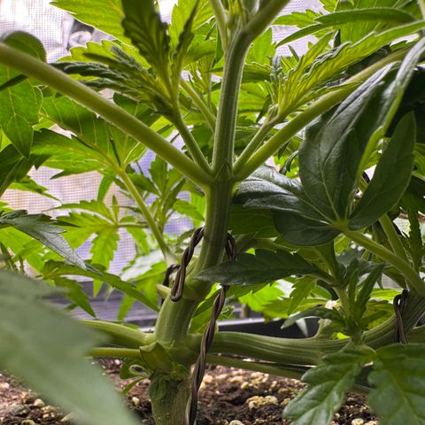 Apple Fritter Auto #3  -85g growlog photo: 23:50