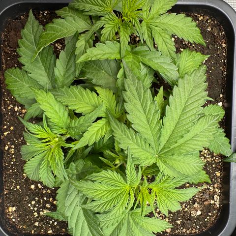 Apple Fritter Auto #3  -85g growlog photo: 23:50