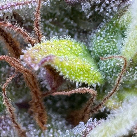 Fat Banana Auto #1 -89g growlog photo: 23:52