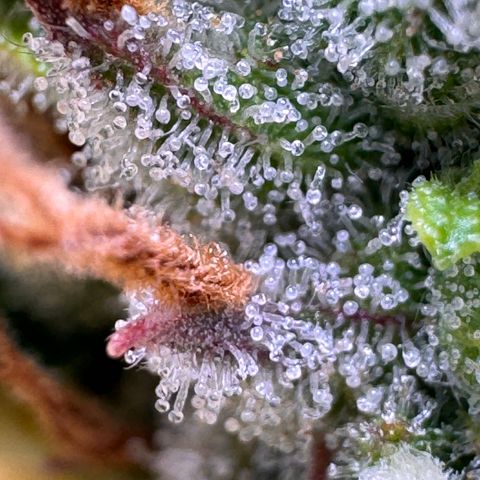 Fat Banana Auto #1 -89g growlog photo: 23:52