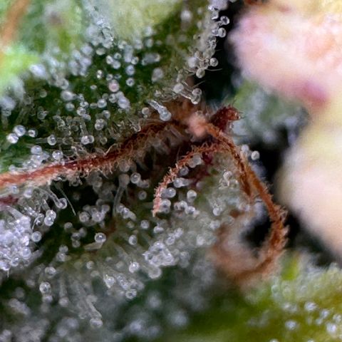 Fat Banana Auto #1 -89g growlog photo: 23:52