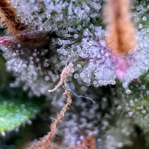Fat Banana Auto #1 -89g growlog photo: 23:52