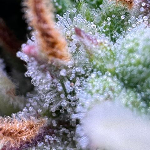 Fat Banana Auto #1 -89g growlog photo: 23:52