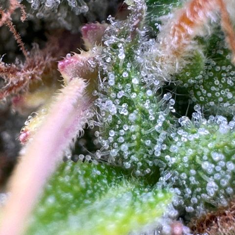 Fat Banana Auto #1 -89g growlog photo: 23:52