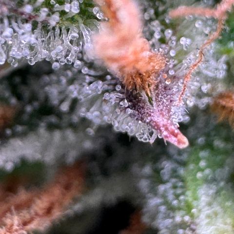 Fat Banana Auto #1 -89g growlog photo: 20:04