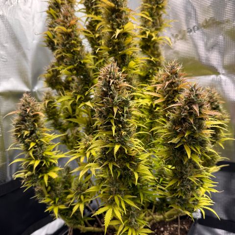 Fat Banana Auto #1 -89g growlog photo: 19:46